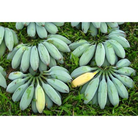 Image result for Java Banana Tree
