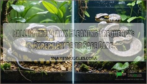 Toradh íomhá ar Ball Python Bigger Tank