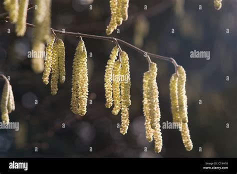 Image result for Pine Tree Catkins