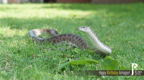 Image result for Happy Python