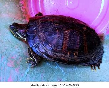 Image result for Sea Turtle Shell Container