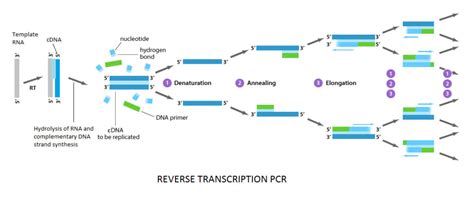 Toradh íomhá ar What Is Reverse Transcriptase PCR