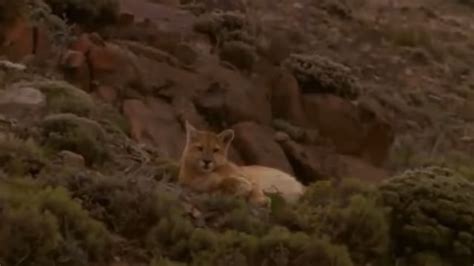 Image result for Object Detection Animal