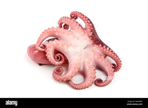 Image result for Small Octopus