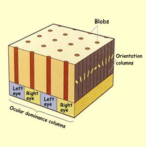 Image result for Columnar Organization of Primary Visual Cortex