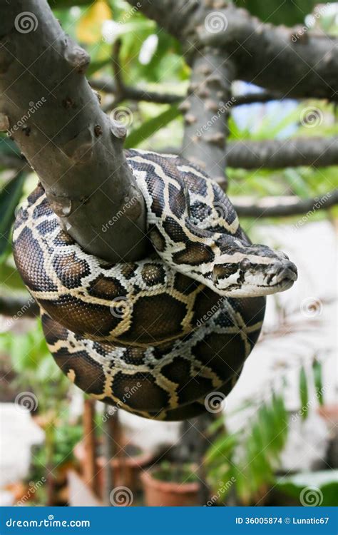 Image result for Burmese Python On Tree