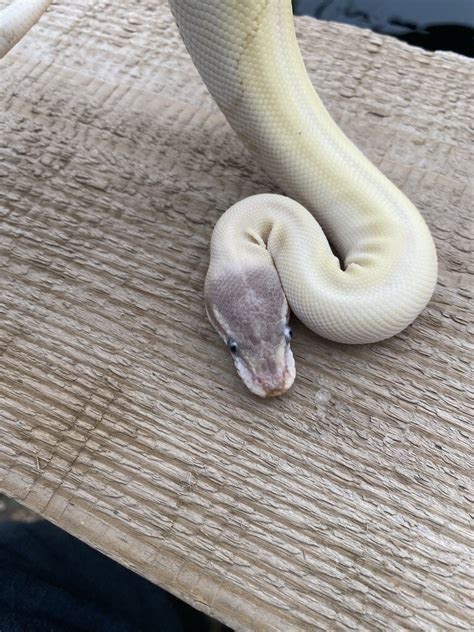 Toradh íomhá ar Bel Ball Python Genetics