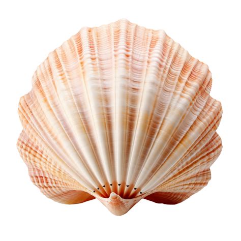 Image result for Sea Shells Transparent Background