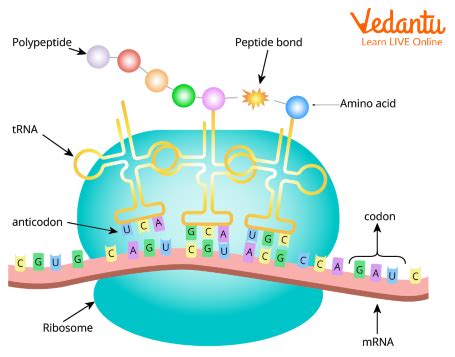 Image result for Protein Synthesis Codon