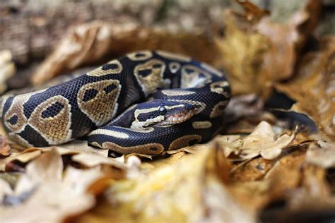 Mojave Ball Python Animal Facts - Python regius - A-Z Animals