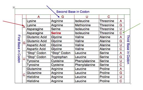 Image result for Protein Synthesis Codon