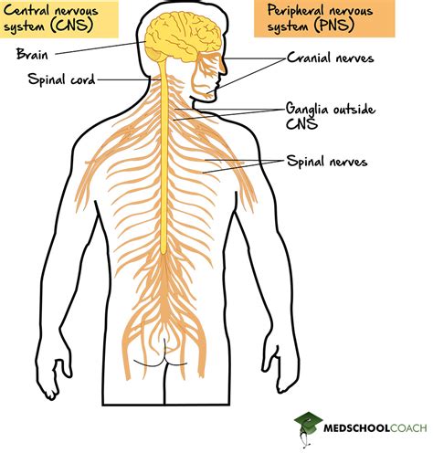 Image result for Nervous System Structure and Function