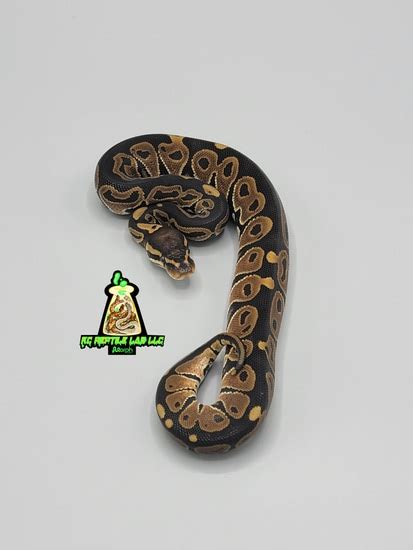 Afbeeldingsresultaten voor Axanthic Monarch Ball Python