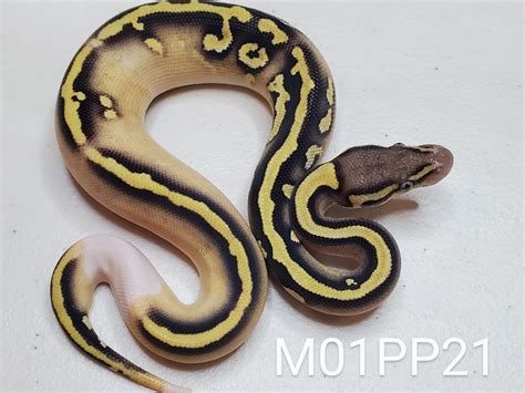 Image result for Pumpkin Pie Ball Python