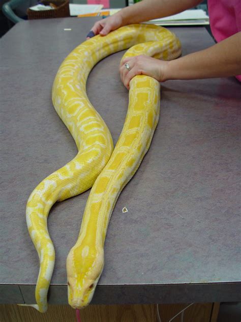 Afbeeldingsresultaten voor Beautiful Burmese Python