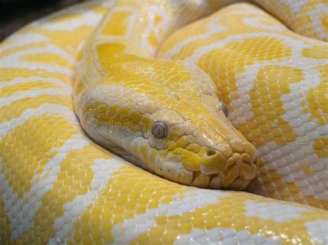 Toradh íomhá ar Burmese Python Eyes
