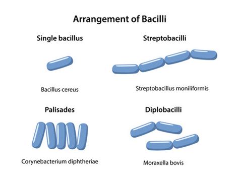 Palisading Bacilli に対する画像結果