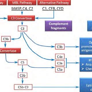 Image result for Regulation of the Complement System