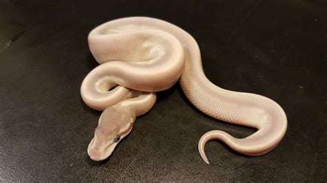 Toradh íomhá ar Mojave Crystal Ball Python