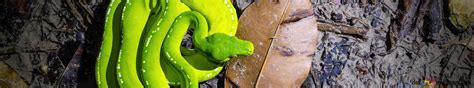 Image result for Green Tree Python 4K