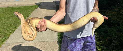 Image result for Ivory Blood Python