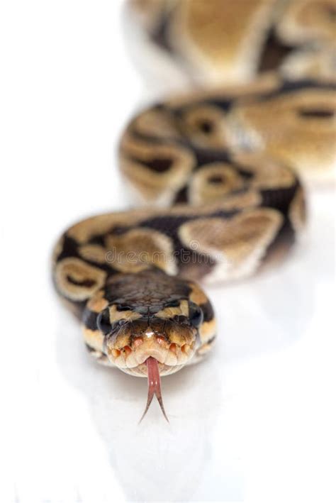 Image result for Python MS Azure