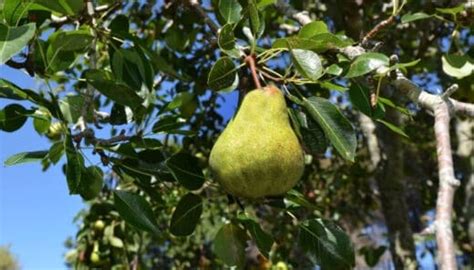 Image result for Trees with Small Root Systems