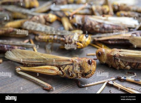 Image result for Grasshopper Farming