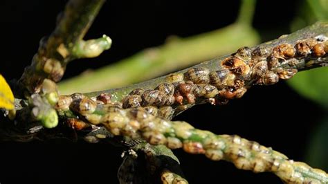 Toradh íomhá ar Scale Insect Lemon Tree