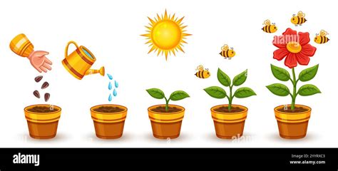 Image result for Flower Development Evolution