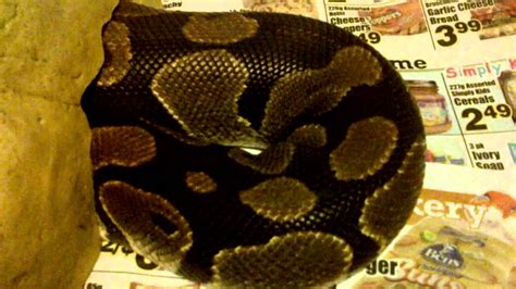 Image result for Sick Ball Python