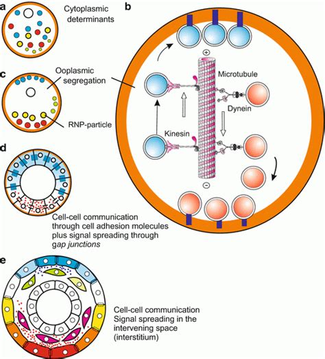 First Stage of Biological Development に対する画像結果