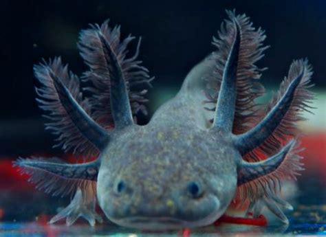 Image result for Axolotl Color Variations