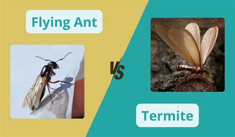 Flying Ants vs Termites に対する画像結果