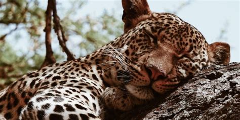 Leopard Adaptations に対する画像結果