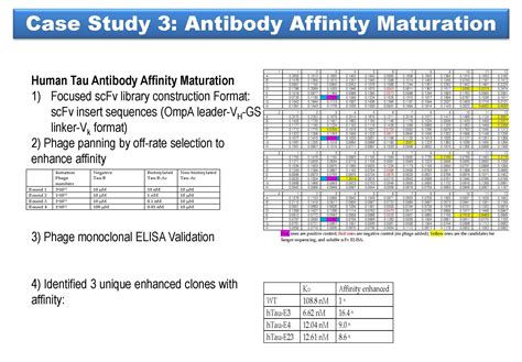 Image result for Antibody Affinity Maturation