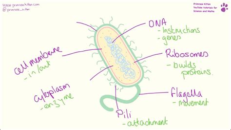 Image result for Structure of Bacteria Life Science