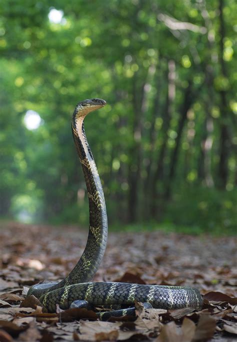 King Cobra Python Legnth に対する画像結果