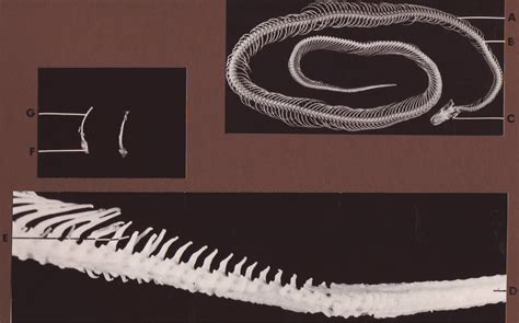 Afbeeldingsresultaten voor Python Regius Skeleton Diagram