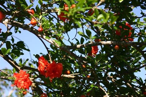 Image result for Pomegranate Garden