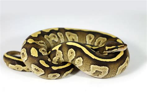 Image result for Fire Mojave Ball Python