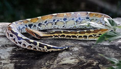Image result for Python Animal in Short