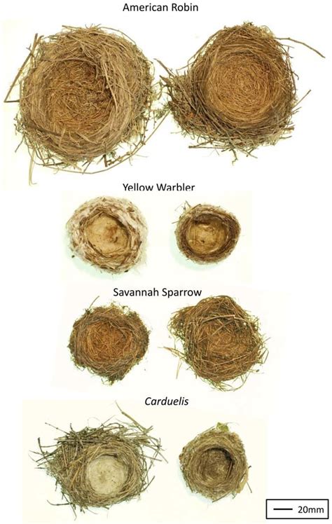 Image result for Nesting Structure