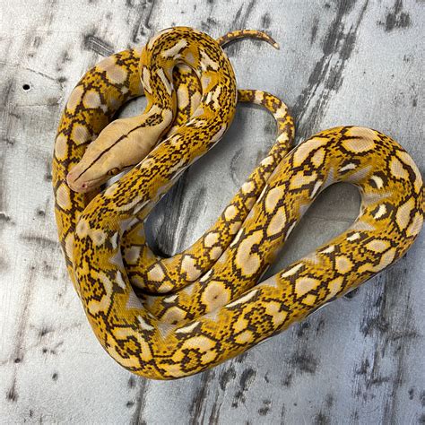 Image result for Dwarf Reticulated Python Colors