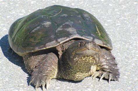Image result for Snapping Turtles
