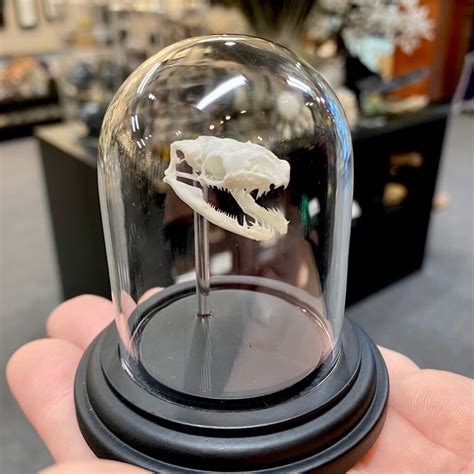 Image result for Ball Python Skull