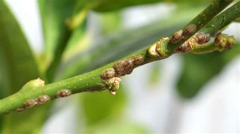 Toradh íomhá ar Scale Insect Lemon Tree
