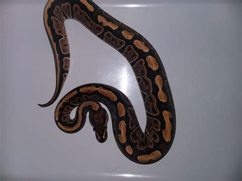 Image result for Super Sable Ball Python