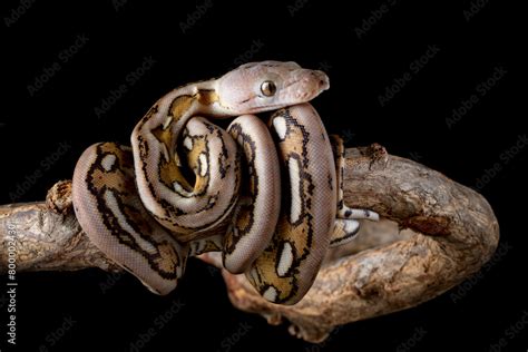 Burmese Python Reticulated に対する画像結果