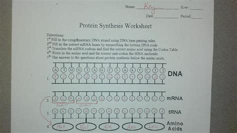 Image result for Protein Synthesis WebQuest Answer Key